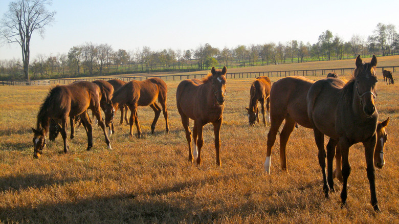 Thoroughbred horses near Versailles Kentucky