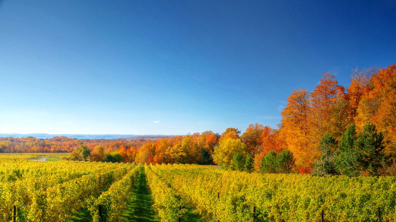 Vineyard in Michigan