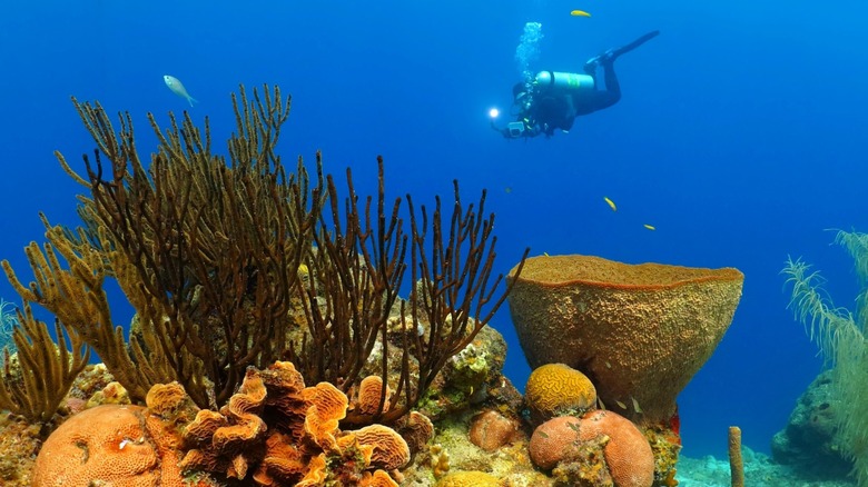 Diver and coral reefs at Turks and Caicos Islands