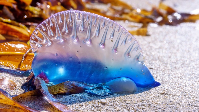 Close up of Portuguese man o' war