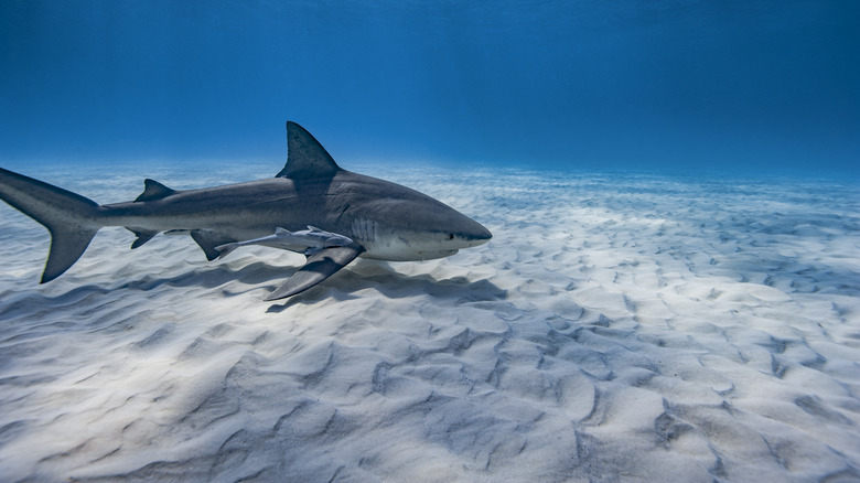 A bull shark in the Bahamas
