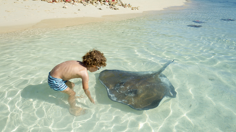 A child interacting with a stingray