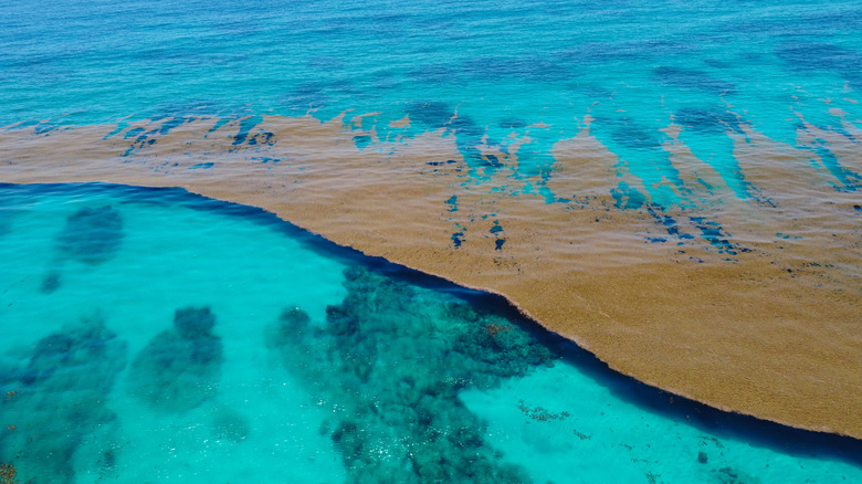 Caribbean sea covered in sargassum