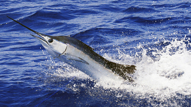 A sailfish swimming