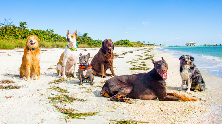 Dogs on beach