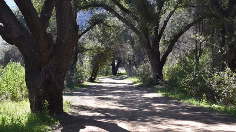 trees of Malibu Creek State Park