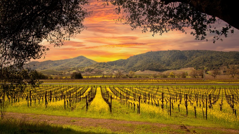 Sunset over Napa's vineyards