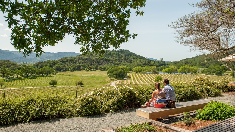 Scenic landscapes in Napa Valley