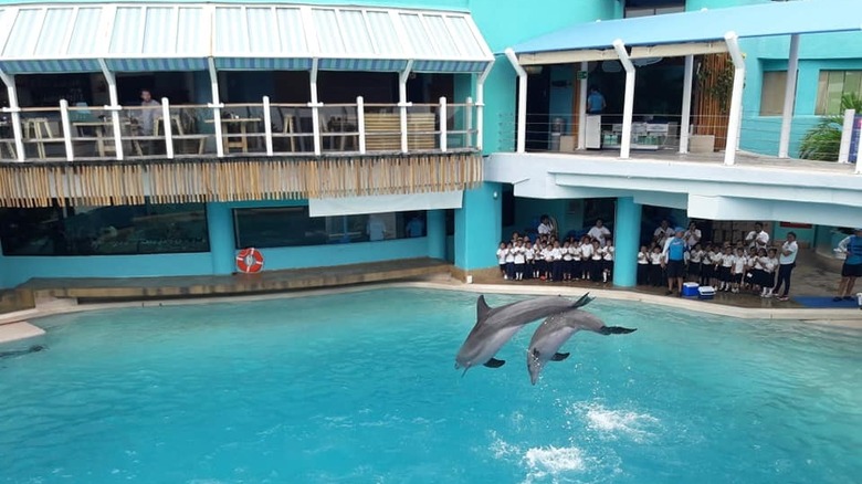 Interactive Aquarium Cancun's dolphin show