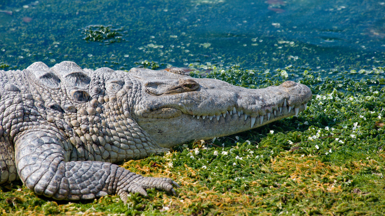 A crocodile in Cancun