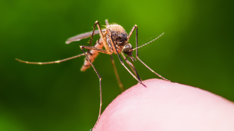 mosquito about to bite skin