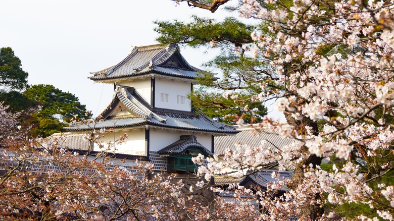 Kanazawa castle surrounded by cherry blossom trees