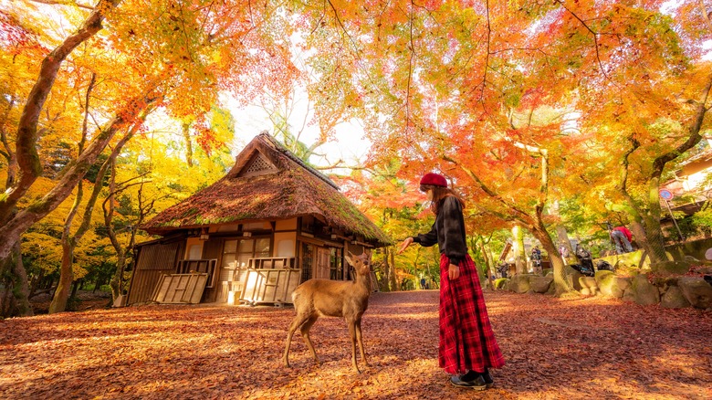 The famous bowing deer of Nara, Japan