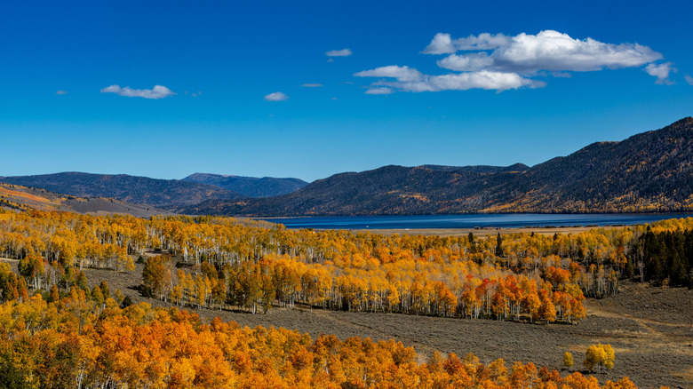 Aspen trees near Fishlake, Utah