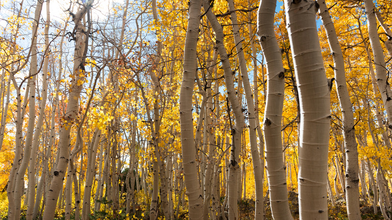 Aspen trees changing colors in the fall