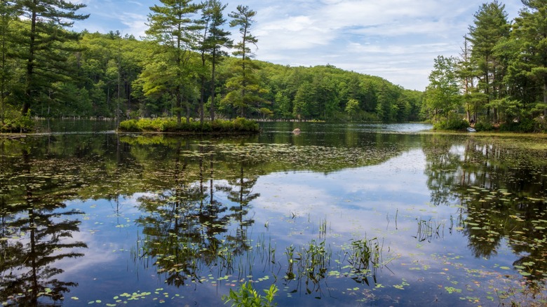 Mashapaug Pond in Connecticut with green foliage.