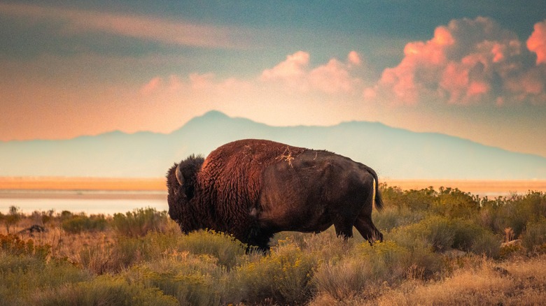 bison antelope island