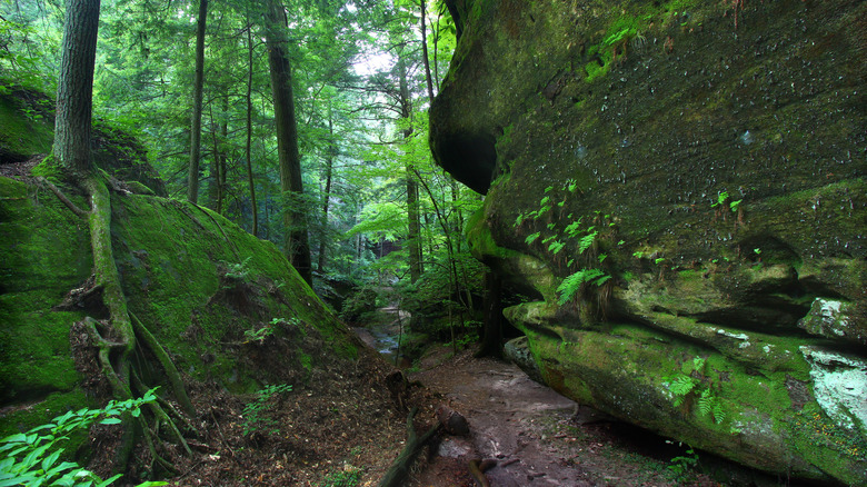 mossy rocks in a northern Alabama forest