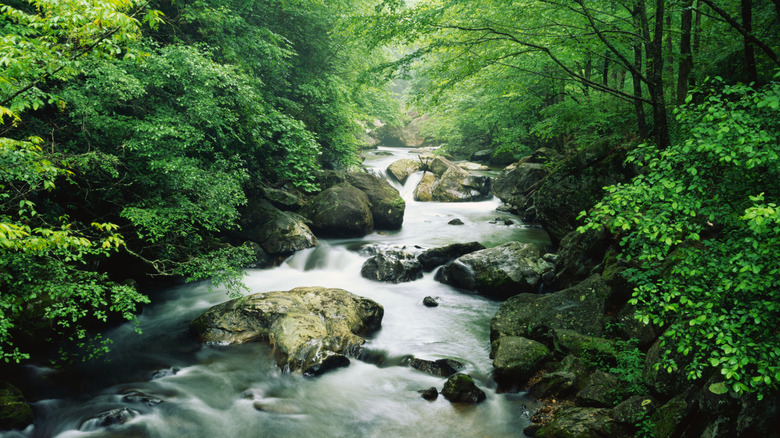 A creek in Chattahoochee National Forest