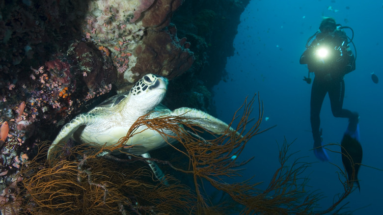 Scuba diver shines light on turtle