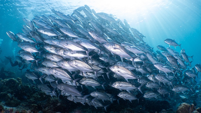 School of jackfish underwater