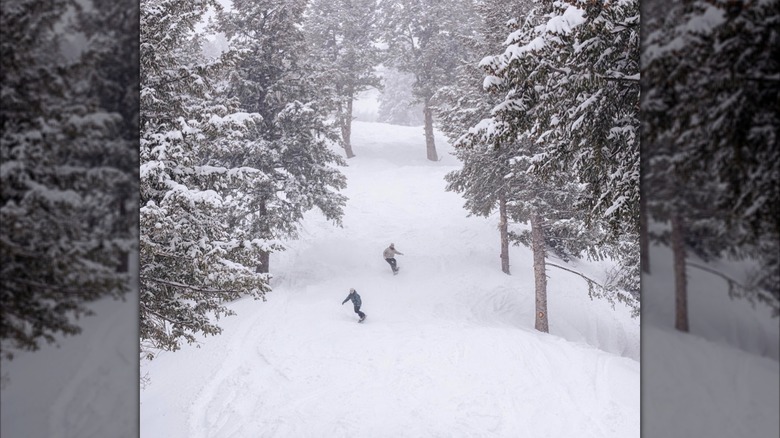 Snowboarders enjoying powder at Nordic Valley