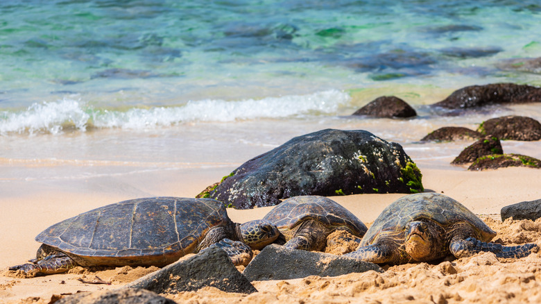 Turtles at Laniakea Beach