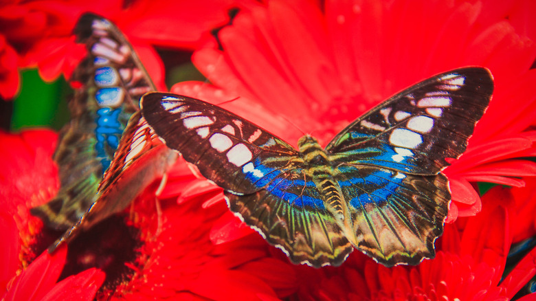 Butterflies at Changi Airport