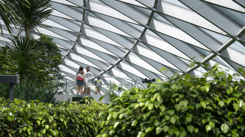 Changi Airport hedge maze