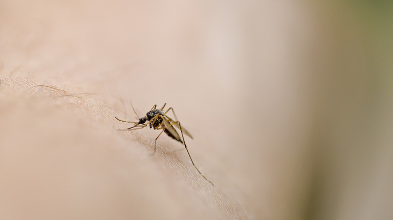 Mosquito on skin