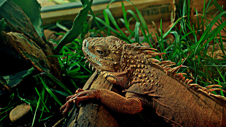 Pet iguana in tank