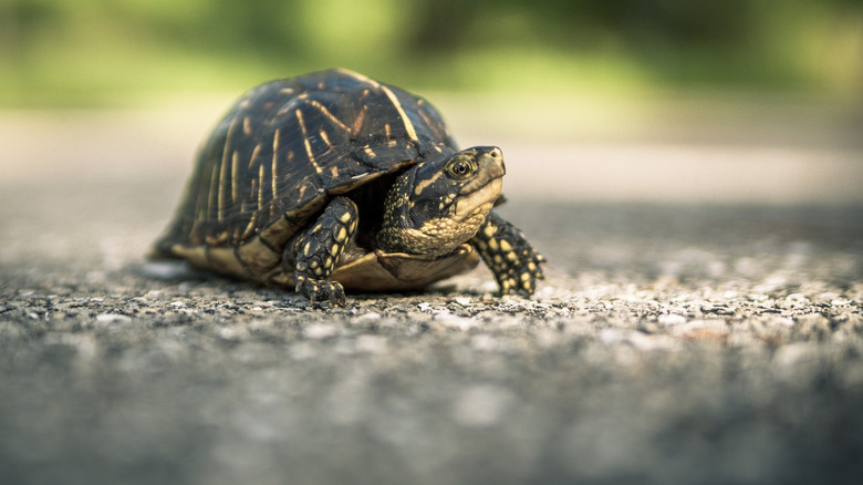 Turtle on the road