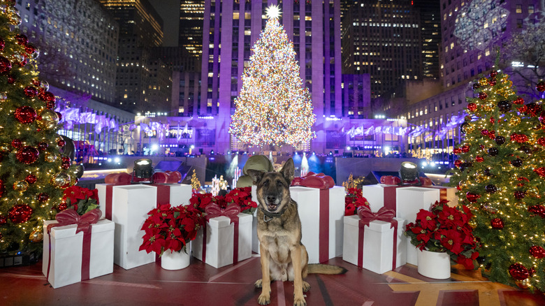 Christmas tree from Rockefeller Plaza