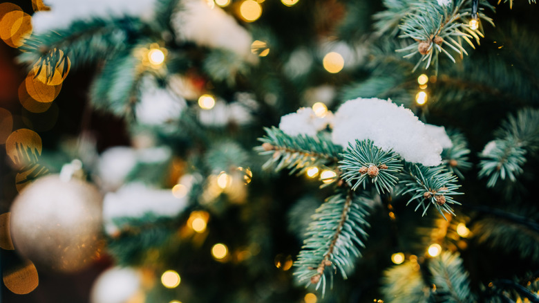 Christmas tree close-up