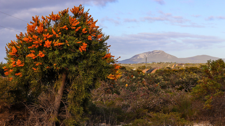 Christmas tree blooming in Australia