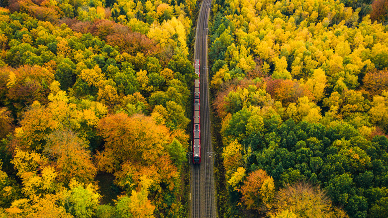 Train in fall foliage