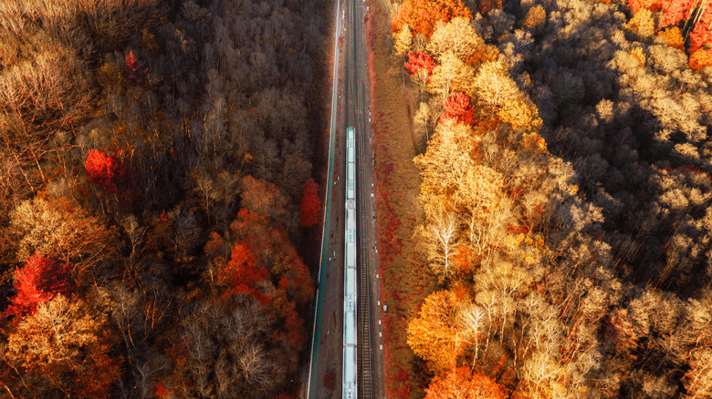 A train in fall foliage