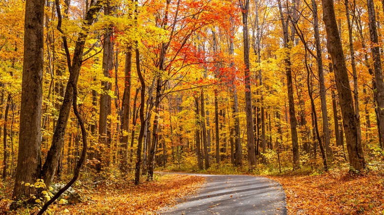 Roaring Fork Motor Natural Trail