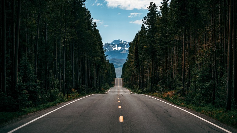 Roadway in a national park