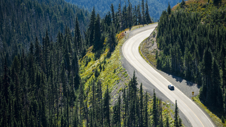 Road in Olympic National Park