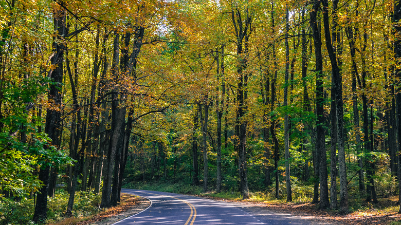 Shenandoah National Park's Skyline Drive