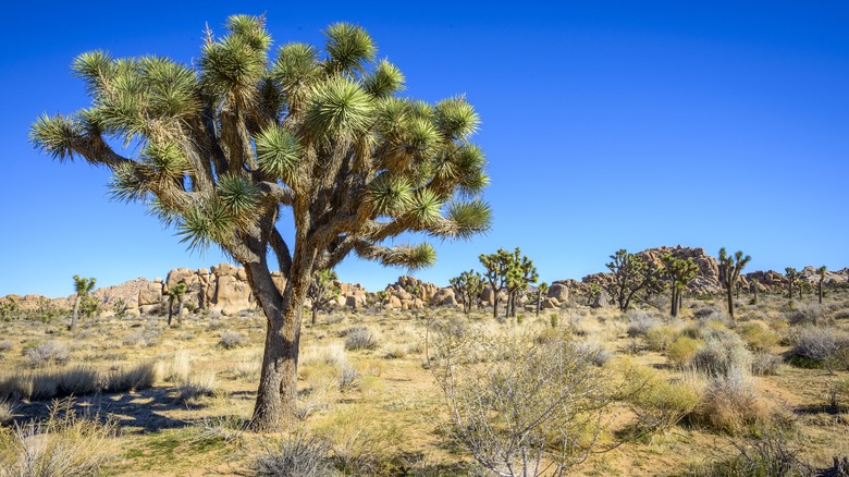 Joshua Tree National Park