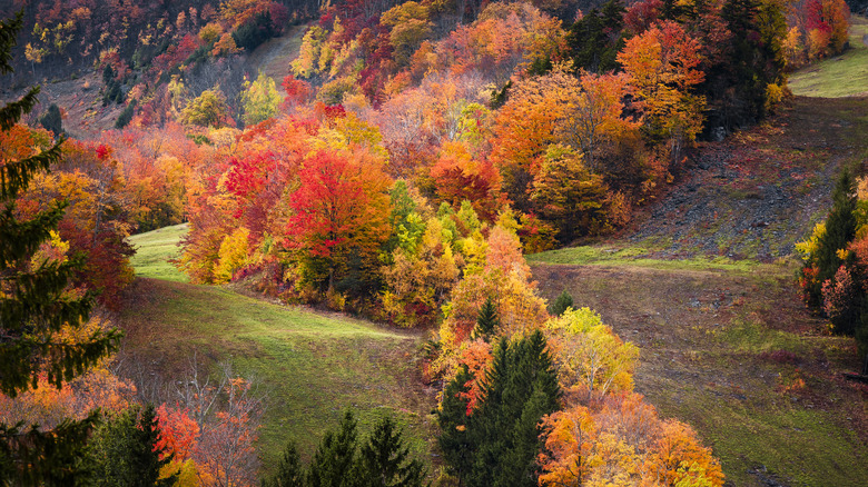 A forest of autumn trees