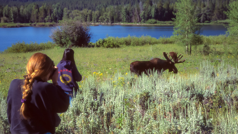 People getting close to moose