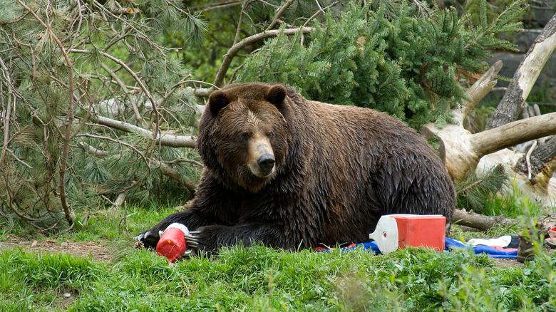 Bear eating campsite's food