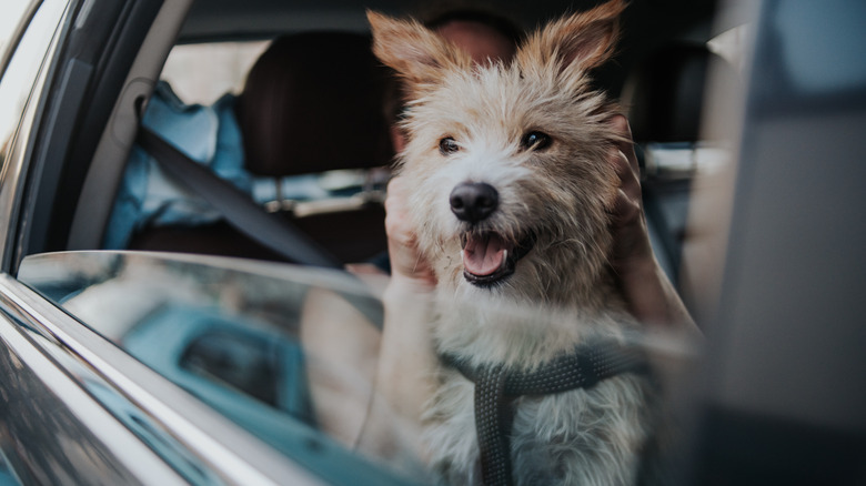 Dog seated in a car