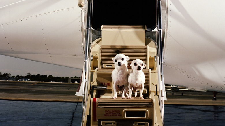 Dogs boarding a plane