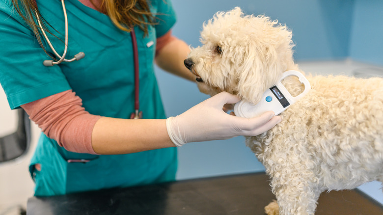 Vet checking pet microchip