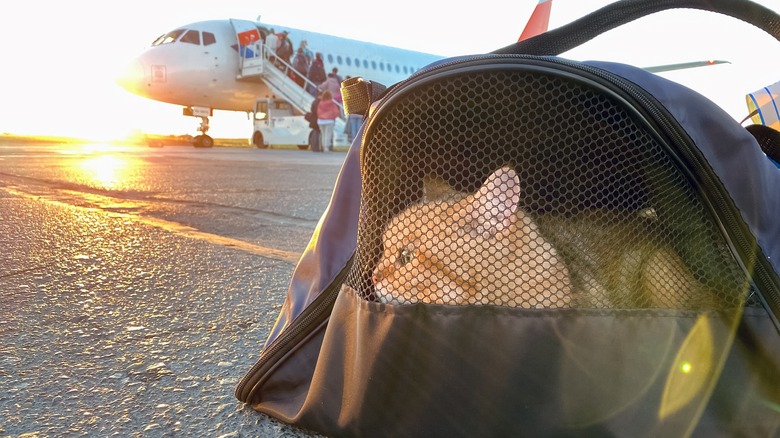 Cat traveling inside pet carrier