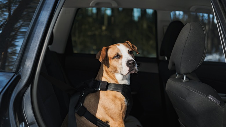 Dog secured by car harness